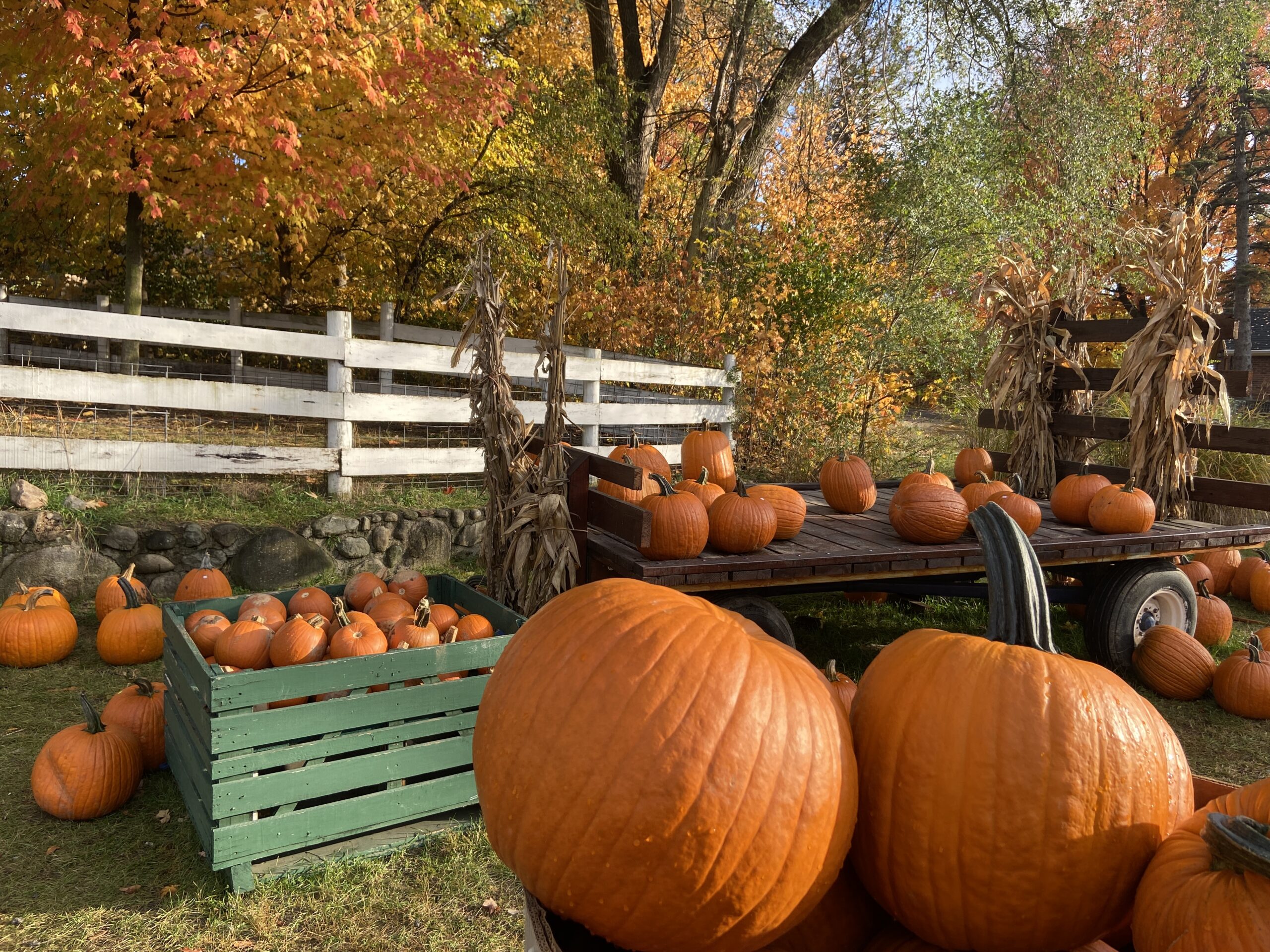 Perfect pumpkins and country mill scenery means pictures for influencers and fun