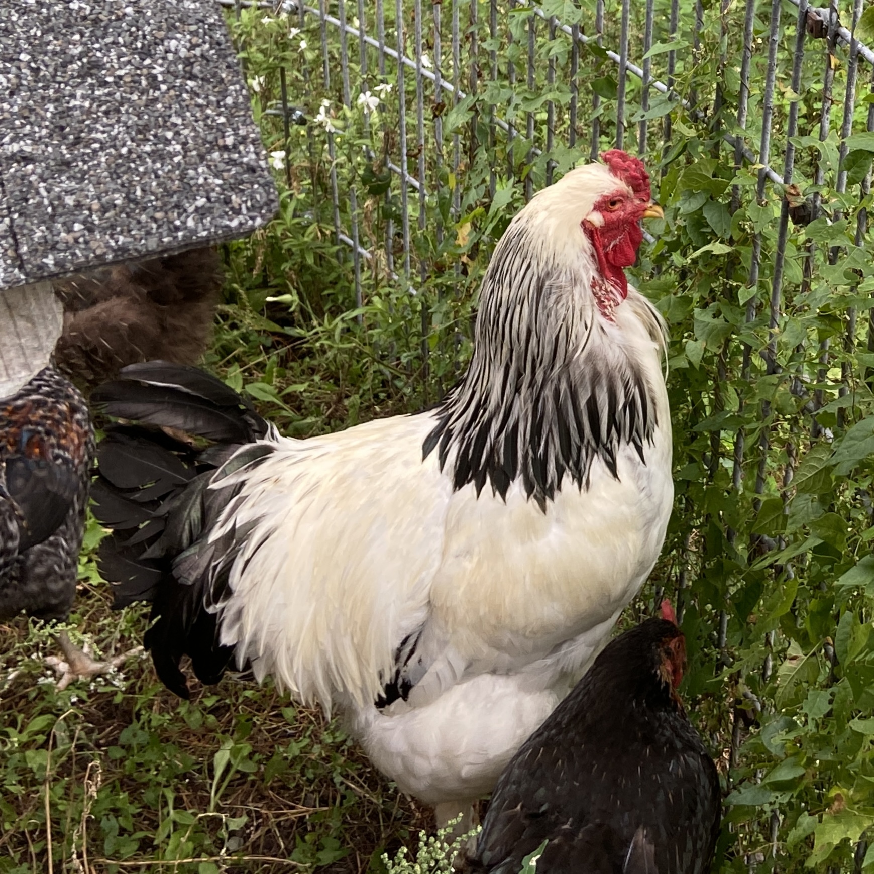 View Chickens and a Turkey at the Rochester Cider Mill Petting Zoo Oakland County Michigan Family Visitor Fun Fall Activities Autumn