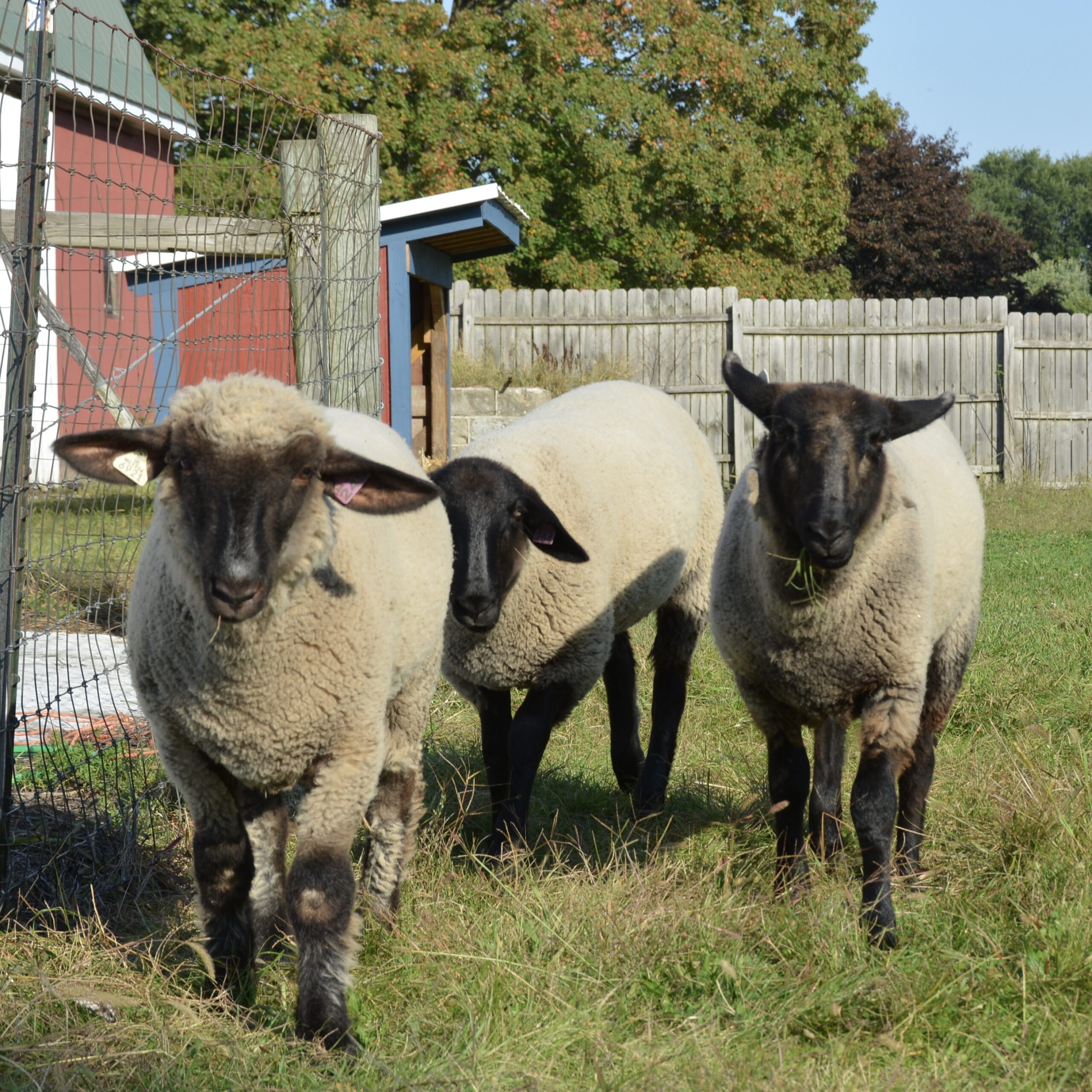 Family Fall Autumn Activities Fun Cider Mill Visit The Lambs Petting Zoo Oakland County