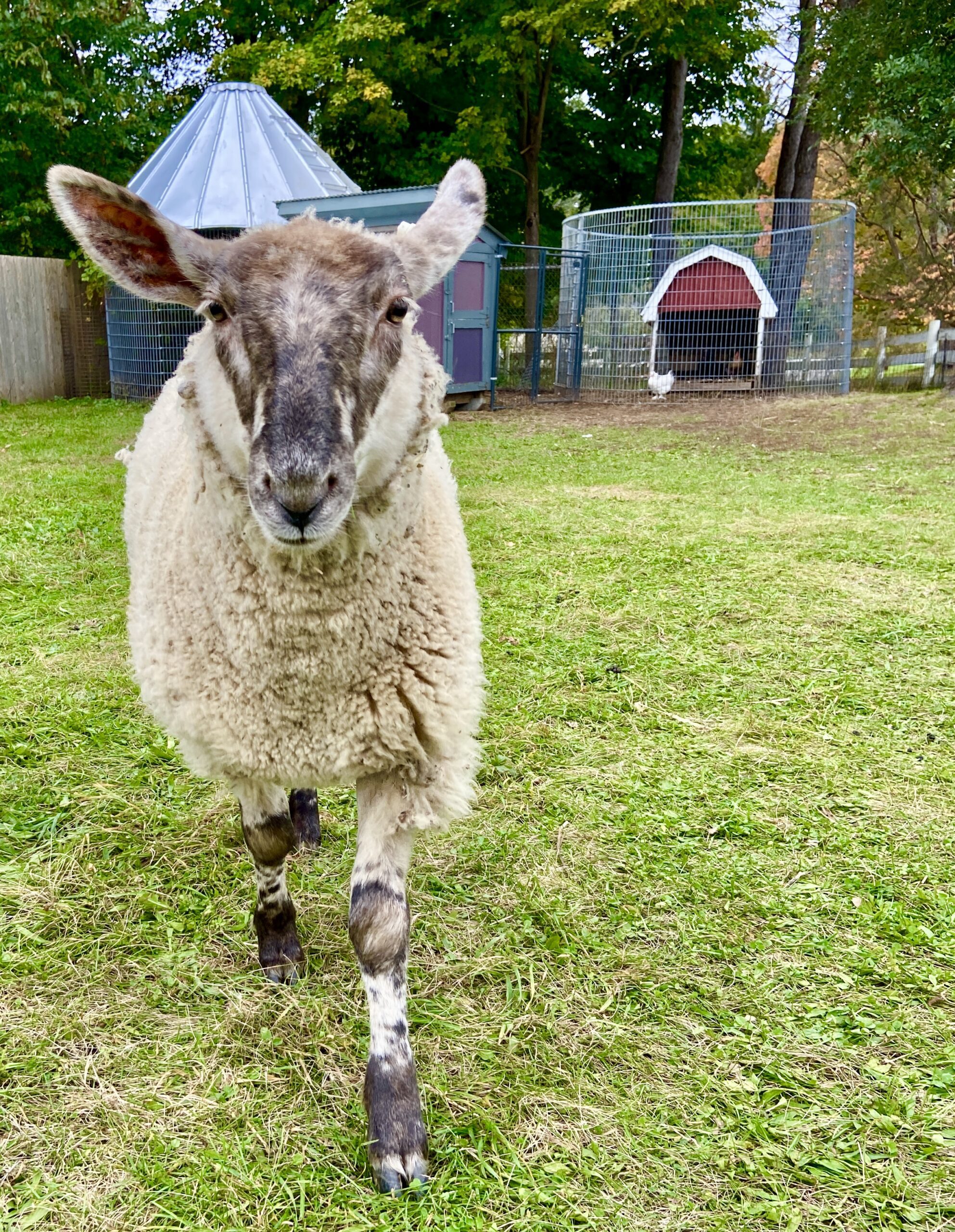 The friendly lambs love to greet visitors meet chickens and the turkey at Rochester Cider Mill Petting Farm Agricultural Heritage 4-H animals