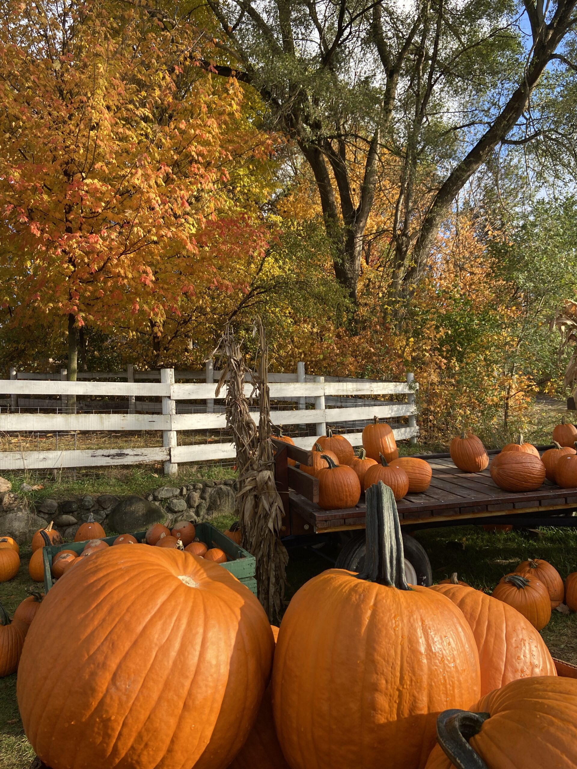 Michigan grown pumpkins cornstalks and autumn leaves surround our wagon for perfect pictures at Rochester Cider Mill