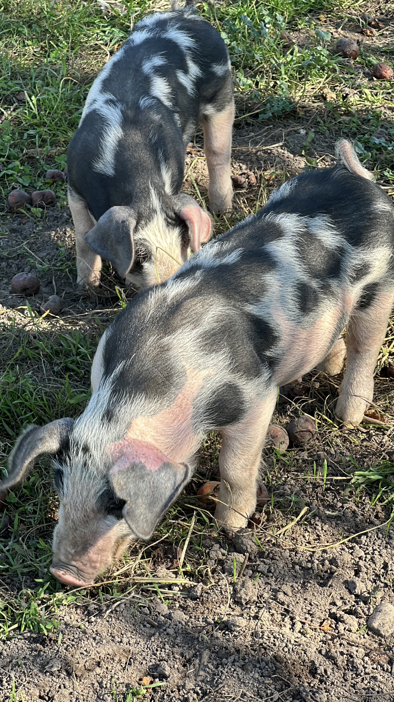 Playful piglets at Rochester Cider Mill Petting Farm Oakland County Family Fun