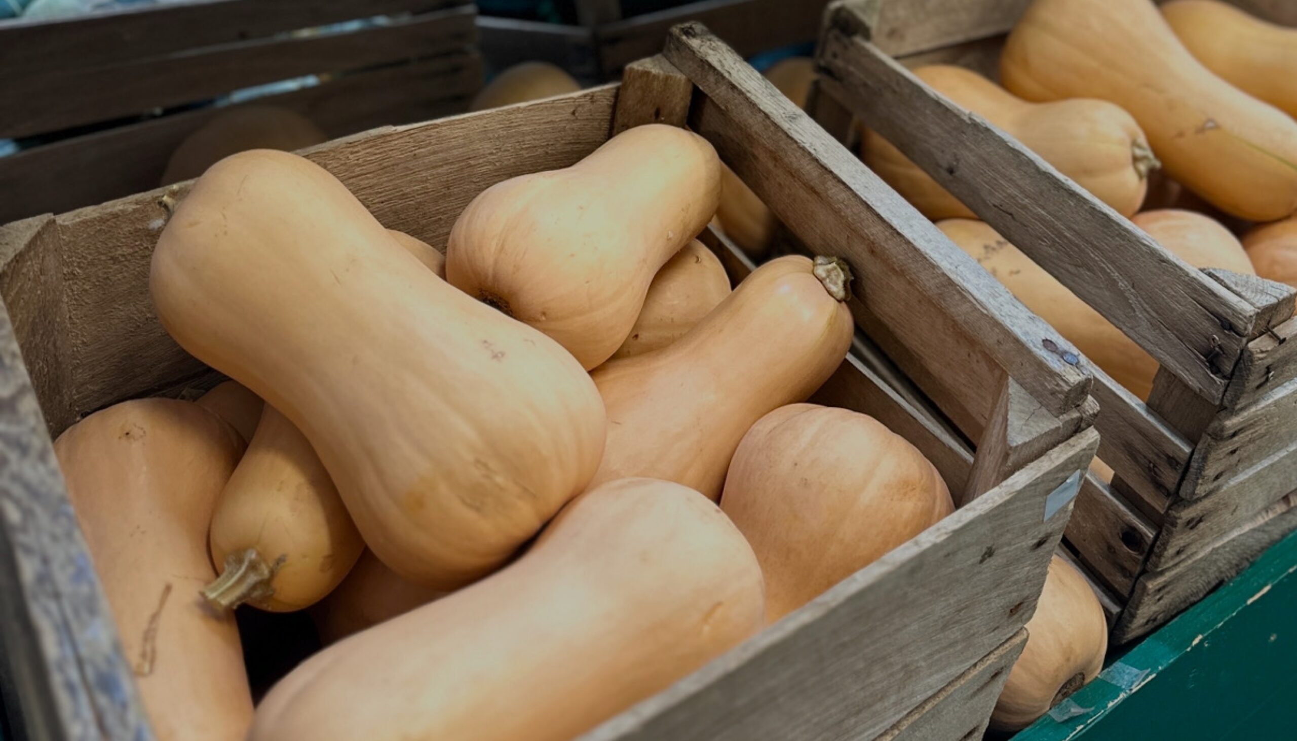 Fresh Michigan Butternut Squash at Rochester Cider Mill Agriculture Delicious